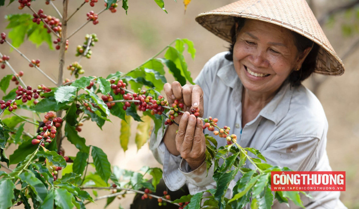 Giá cà phê hôm nay 14/8: Giá xuất khẩu cà phê Việt Nam lên cao kỷ lục