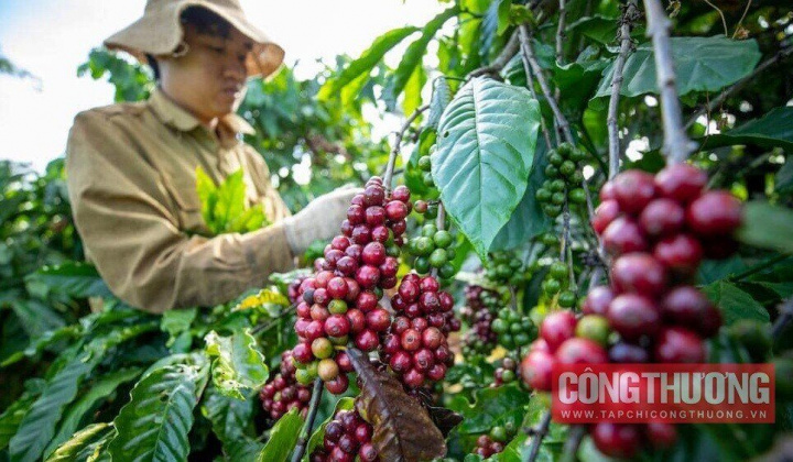 Giá cà phê hôm nay 15/8: Giảm ngày thứ 5 liên tiếp, xuất khẩu cà phê Việt Nam sang EU tăng mạnh