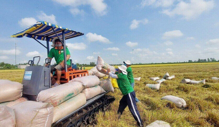 Tăng cường xuất khẩu gạo và bình ổn thị trường trong nước