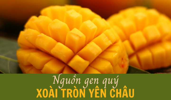 Nguồn gen quý xoài tròn Yên Châu