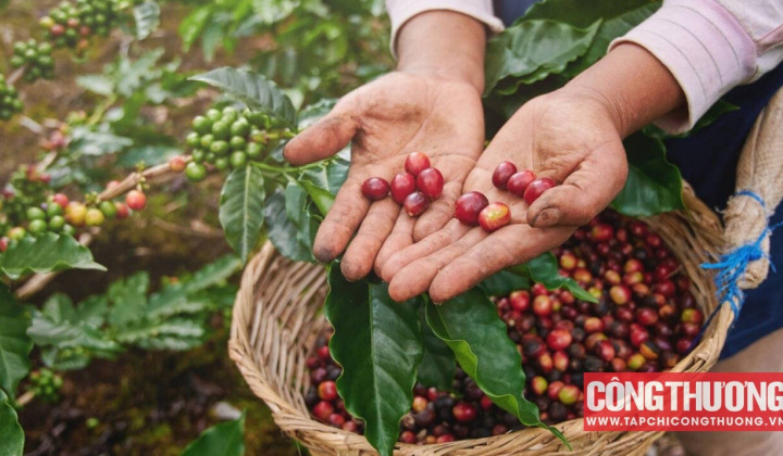 Giá cà phê hôm nay 19/8: Quay đầu giảm, dự báo thế giới ngày càng thiếu nguồn cung cà phê