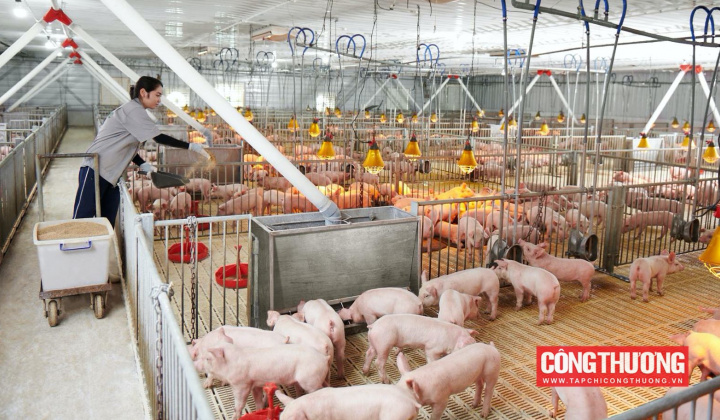 Giá heo hơi hôm nay 2/8: Tiếp tục giảm, Thủ tướng chỉ đạo xử lý nghiêm tình trạng heo nhập lậu