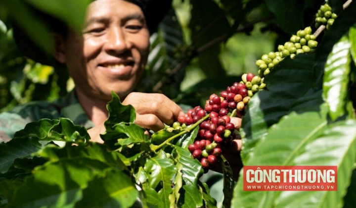 Giá cà phê hôm nay 21/8: Chịu áp lực giảm khi Brazil tăng xuất khẩu cà phê Robusta