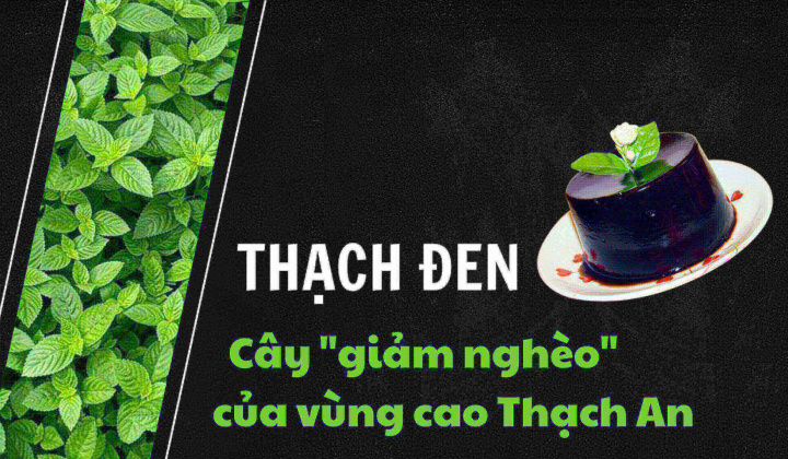 Thạch đen - Cây "giảm nghèo" của vùng cao Thạch An