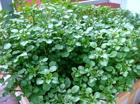 Loại rau được mệnh danh là chống ung thư tốt nhất thế giới