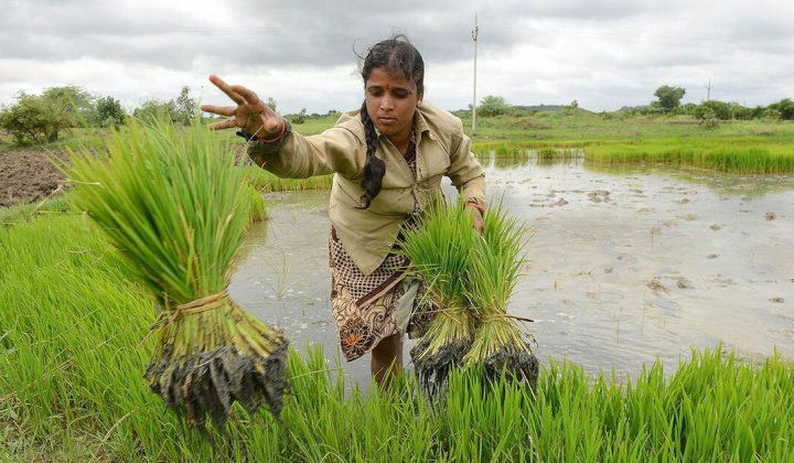 Ấn Độ vừa áp thuế 20% đối với gạo đồ xuất khẩu, siết chặt nguồn cung gạo ra thị trường