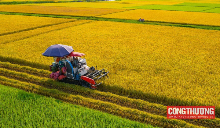 Gạo xuất khẩu: Giá cao, doanh nghiệp vẫn lo lợi nhuận giảm