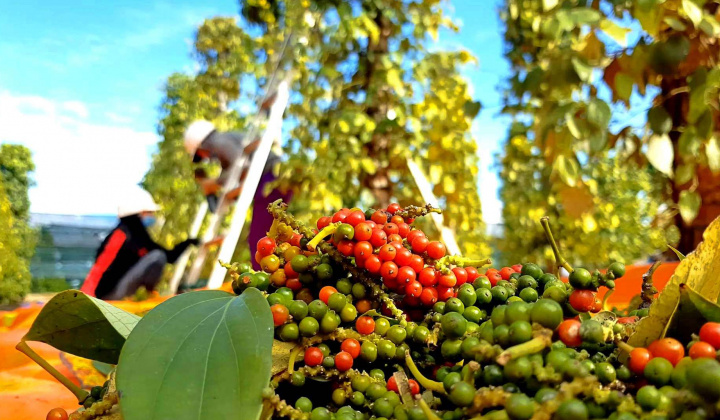 Giá tiêu hôm nay 26/8: Tăng ngày thứ 2 liên tiếp, lấy lại mức 72.000 đồng/kg