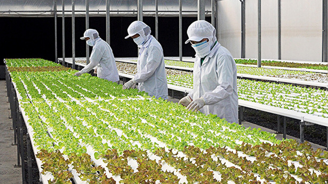 Phát triển kinh tế tuần hoàn trong nông nghiệp ở Việt Nam