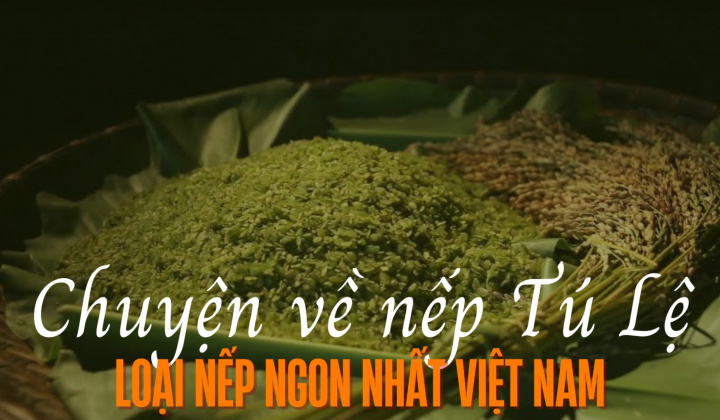 Chuyện về nếp Tú Lệ - Loại nếp ngon nhất Việt Nam