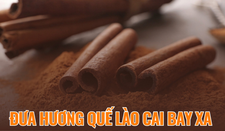 Đưa hương quế Lào Cai bay xa