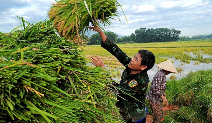 Giá gạo xuất khẩu Việt Nam vượt xa Thái Lan, thị trường "nín thở" đợi sản lượng vụ Hè Thu