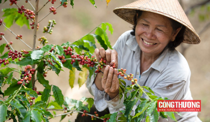 Giá cà phê hôm nay 3/8: Giá tại khu vực Tây Nguyên tiếp tục tăng, lên mức cao lịch sử