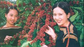 Động lực phát triển Tây Nguyên: Giải pháp liên kết vùng