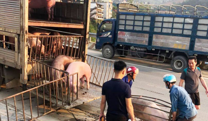 Xử lý nghiêm các trường hợp buôn bán, vận chuyển trái phép lợn qua biên giới vào Việt Nam