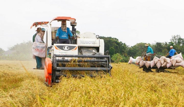 Chớp thời cơ, đẩy mạnh hoạt động sản xuất và xuất khẩu gạo Việt Nam