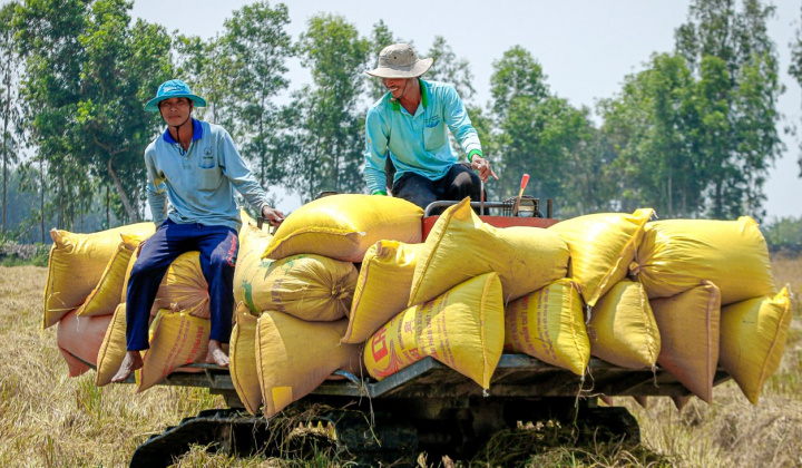 Giá gạo xuất khẩu Việt Nam tăng vọt lên mức cao nhất 12 năm trở lại đây