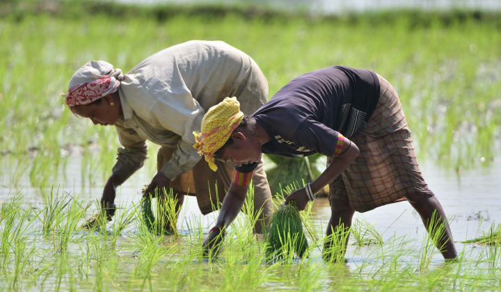 Dự trữ gạo đang cao gấp 3 lần mục tiêu, Ấn Độ có thể xuất khẩu gạo trở lại?