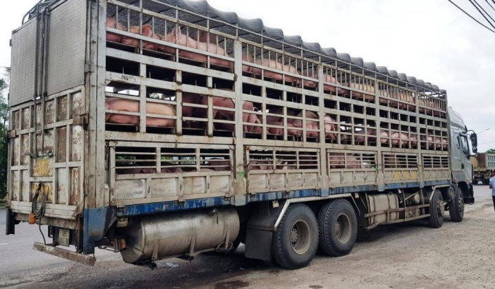 Lực lượng QLTT tăng cường ngăn chặn vận chuyển trái phép lợn vào Việt Nam