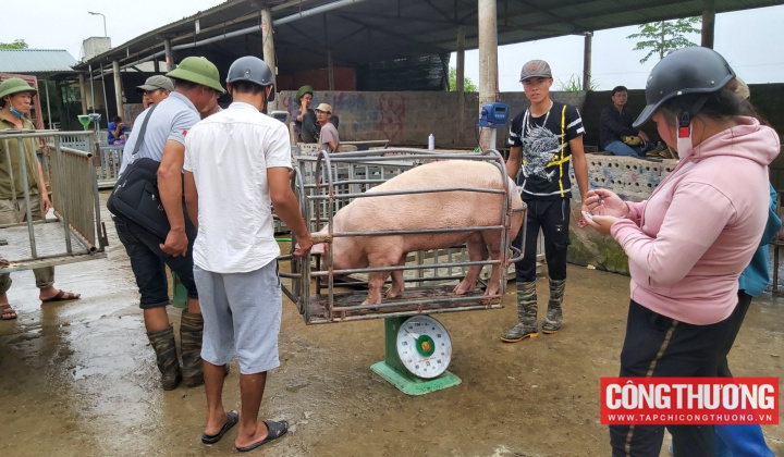 Giá heo hơi hôm nay 7/8: Dự báo giá trong thời gian tới sẽ khởi sắc