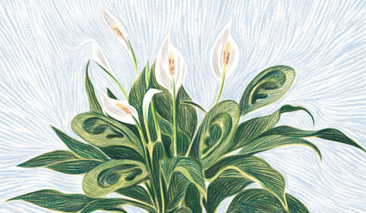 Khám phá bất ngờ: “Cây thích nghe giảng Đạo Phật”