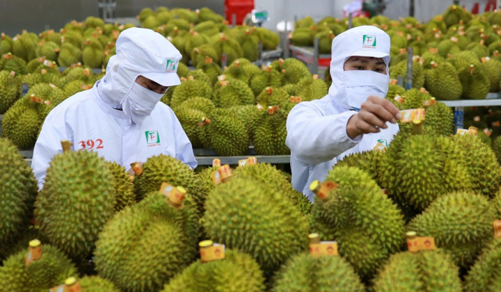 Sớm hoàn tất thủ tục đưa sầu riêng Việt Nam sang Ấn Độ