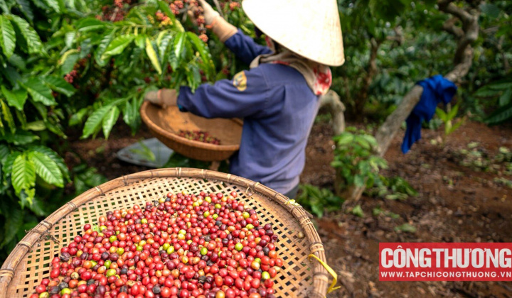 Giá cà phê hôm nay 12/9: Dự báo giá Robusta sẽ neo cao trên mức 64.000 đồng/kg