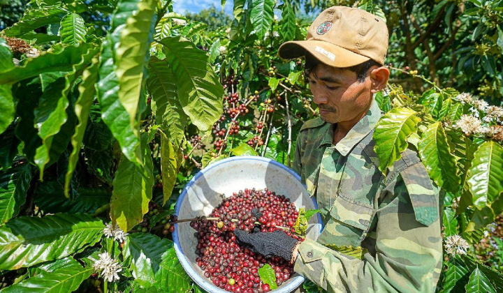 Giá cà phê hôm nay 15/9: Giá và lượng cà phê xuất khẩu của Lâm Đồng tăng mạnh