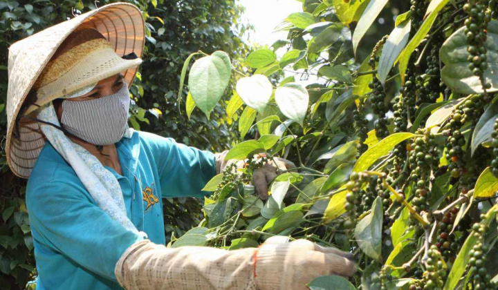 Giá tiêu hôm nay 15/9: Quay đầu giảm tại khu vực Đông Nam Bộ