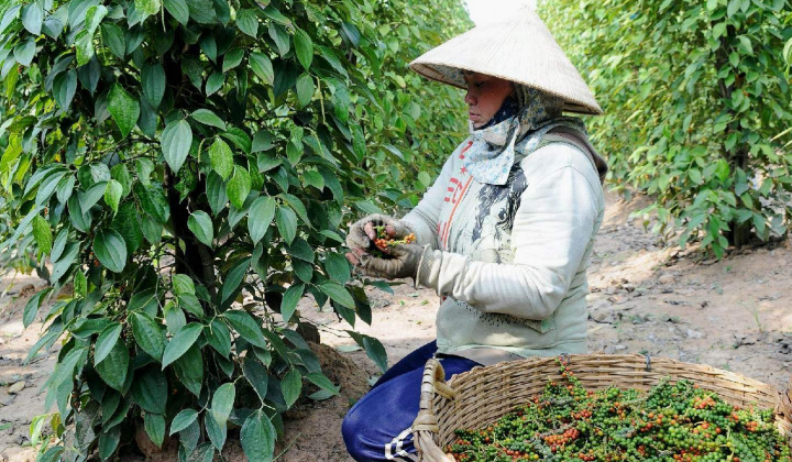 Giá tiêu hôm nay 16/9: Tiếp tục giảm nhẹ, thị trường thế giới có xu hướng ưa chuộng tiêu đen