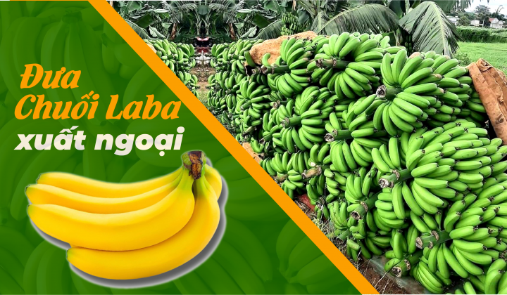 Đưa chuối Laba xuất ngoại