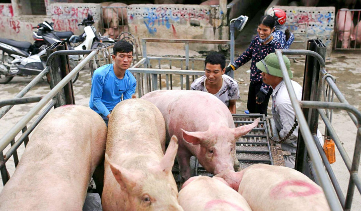 Giá heo hơi hôm nay 20/9: Mùa Vu Lan đã kết thúc, tại sao giá heo hơi vẫn giảm?