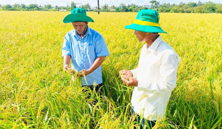 Áp dụng canh tác lúa thông minh giúp tăng lợi nhuận thêm hơn 3,84 triệu đồng/ha