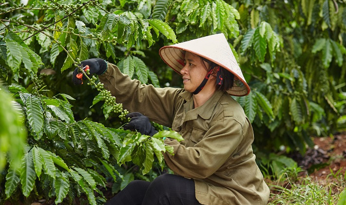 Nestlé dẫn đầu bảng xếp hạng về phát triển bền vững trong sản xuất cà phê