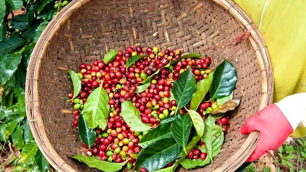 Giá cà phê hôm nay 21/9: Khan hiếm nguồn cung đẩy giá xuất khẩu tăng mạnh