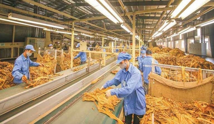 Đề xuất hạn ngạch nhập khẩu thuốc lá nguyên liệu trên 71.800 tấn năm 2024