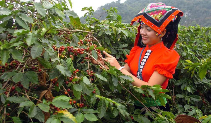 Sản xuất ở nơi tái định cư mới