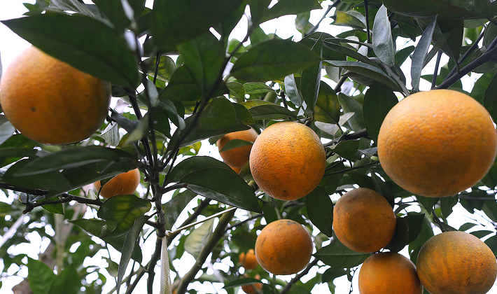 Phân bón Văn Điển: Xanh hóa đất bạc màu cho vùng cam Hòa Bình