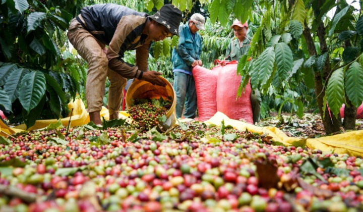 Giá cà phê hôm nay 27/9: Ấn Độ trở thành thị trường xuất khẩu cà phê quan trọng của Việt Nam