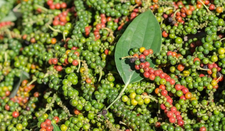 Giá tiêu hôm nay 27/9: Mỹ tiếp tục giảm mạnh nhập khẩu tiêu