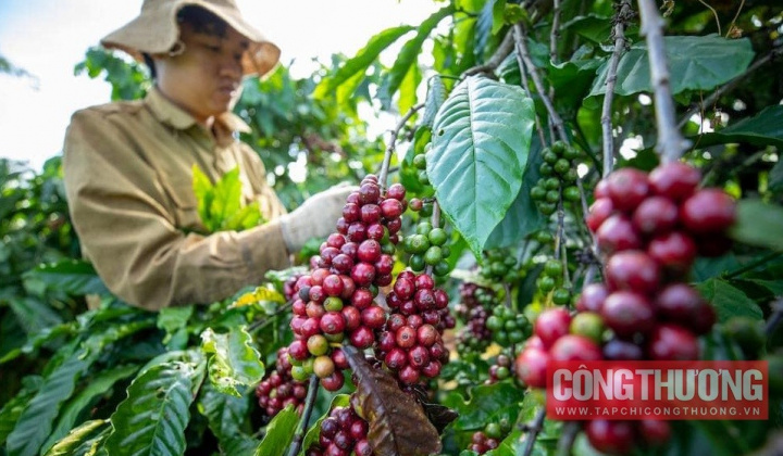 Giá cà phê hôm nay 28/9: Xuất khẩu cà phê Robusta sang Nhật tăng mạnh