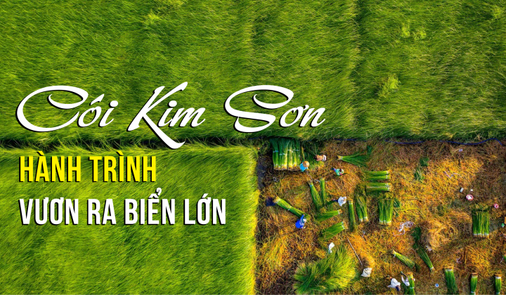 Cói Kim Sơn - Hành trình vươn ra biển lớn