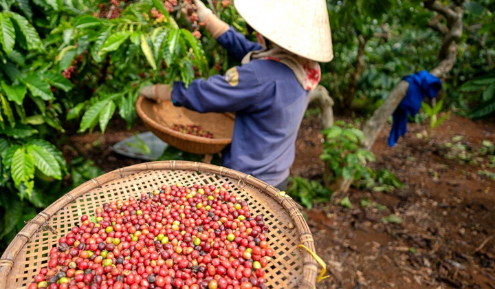 Giá cà phê hôm nay 29/9: Các thị trường nhập khẩu lớn đang tăng tiêu thụ cà phê chế biến