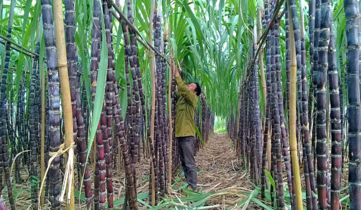 Mía đường Sơn La (SLS): Lo ngại tác động của El Nino, dự kiến lãi ròng niên độ tới giảm 74%