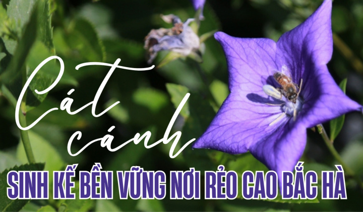 Cát cánh - Sinh kế bền vững nơi rẻo cao Bắc Hà