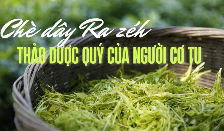 Chè dây Ra zéh - Thảo dược quý của người Cơ Tu