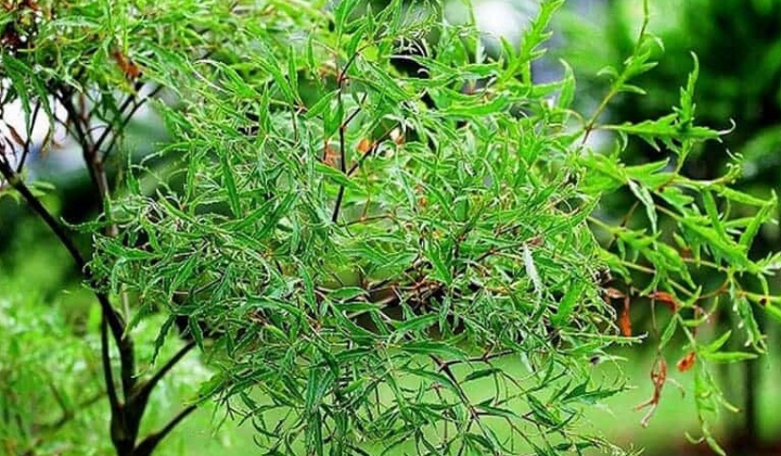 Những lưu ý quan trọng khi dùng lá đinh lăng để chữa bệnh