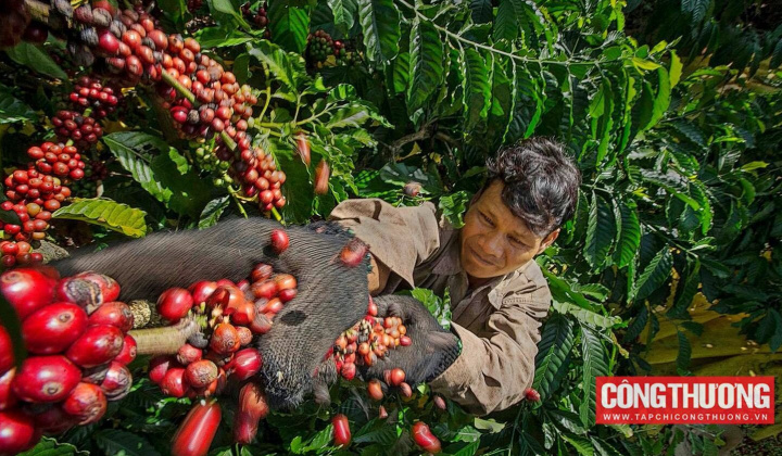 Giá cà phê hôm nay 6/9: Sàn lượng cà phê Việt Nam chạm đáy 4 năm