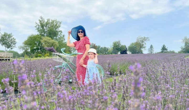 Bí mật oải hương - lavender