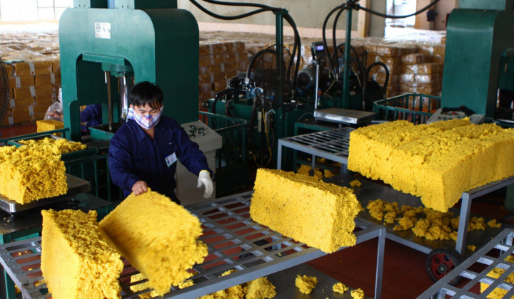 Giá xuất khẩu cao su tháng 8 giảm 14,4% so với cùng kỳ, chờ đà phục hồi trong quý IV